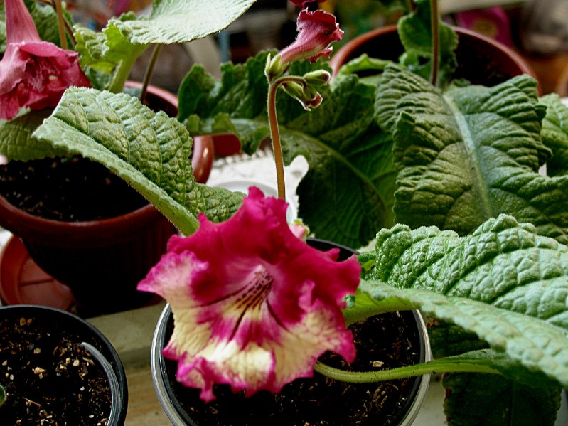 прада вся1.JPG