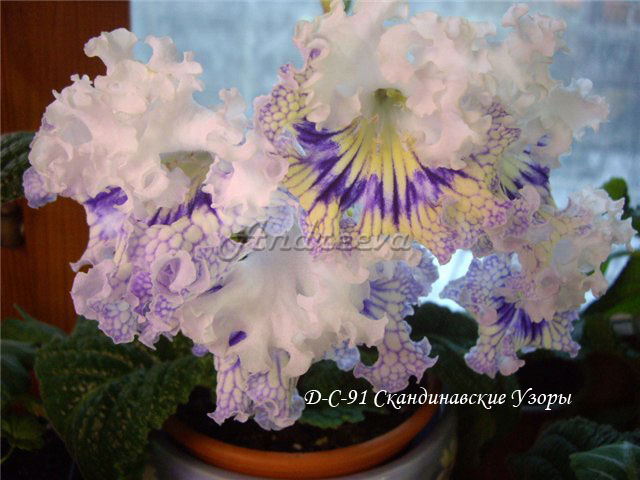 Скандинавские Узоры.jpg