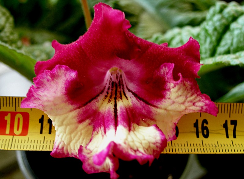 прада с линейкой1.jpg