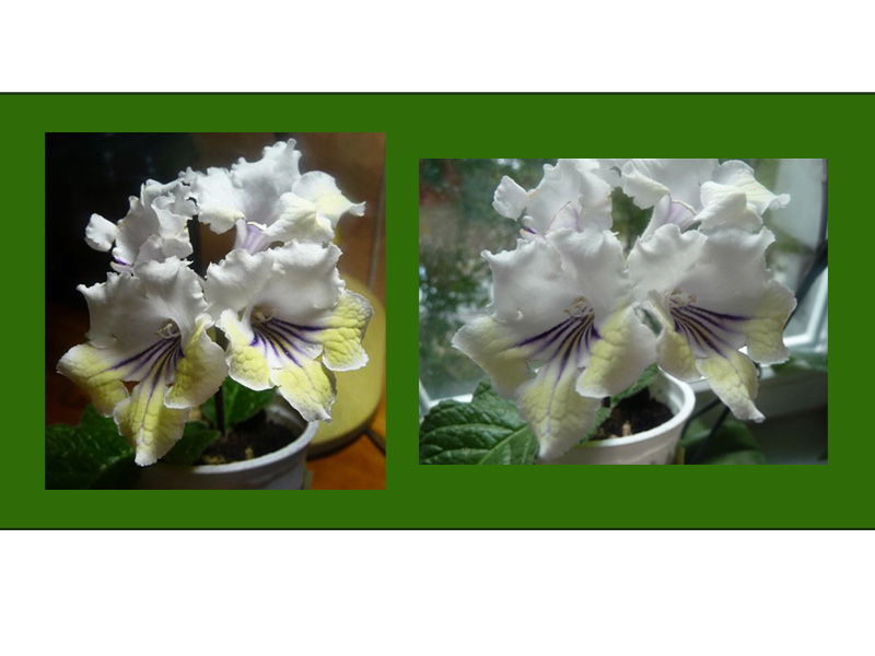 Два стрепса.jpg