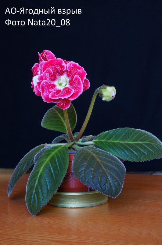 Ягодный взрыв розетка2.jpg