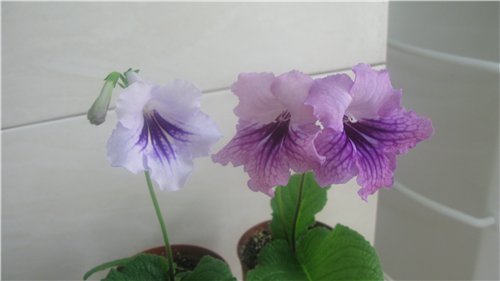  и Мистика.jpg