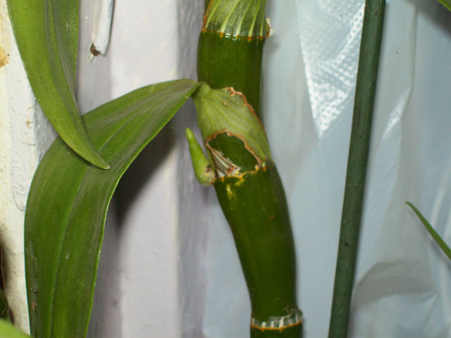 детка на дендробиуме.jpg