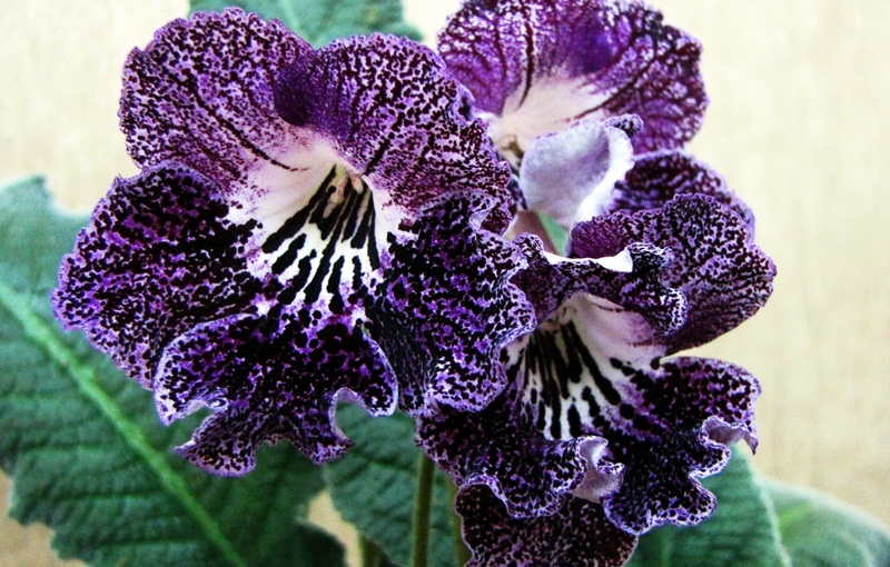 Мерсади Олитон летописец.JPG