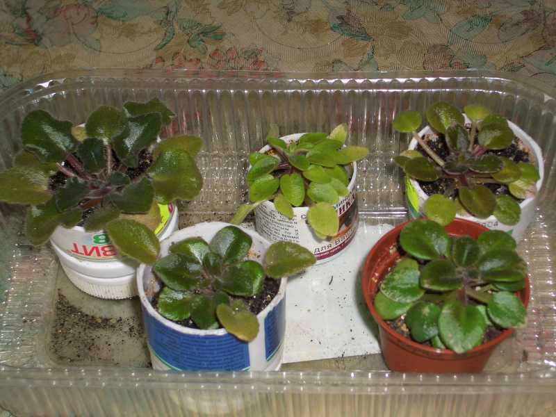 Под детками разрезанные пополам баночки из-под витаминов.jpg