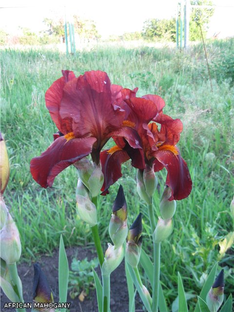 AFRICAN MAHOGANY мой.jpg