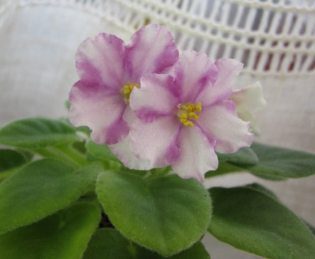 Alan’s White Feathere.jpg