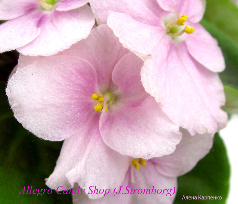 Allegro Candy Shop.jpg