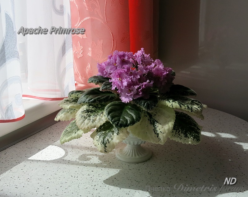 Apache Primrose1.JPG