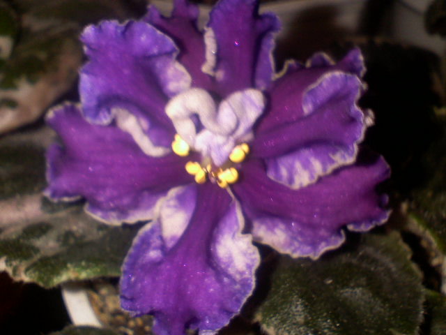 Apache Warbonnet.jpg