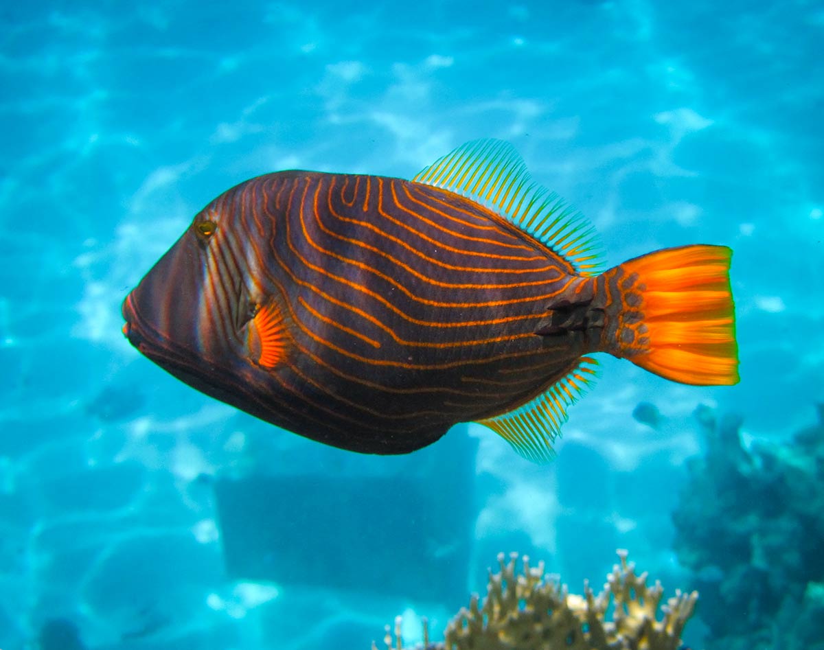 Balistapus undulatus Оранжевоперый спинорог.jpg