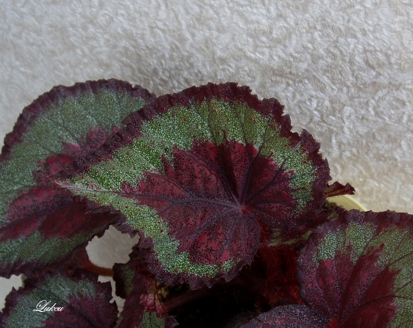 Beau Rouge_лист.jpg