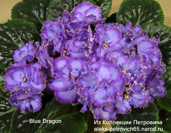 Blue-Dragon.jpg