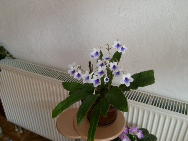 Blumenkollektion1 042.jpg