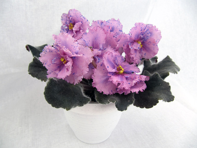 Blushing Fantasy Химера1.jpg