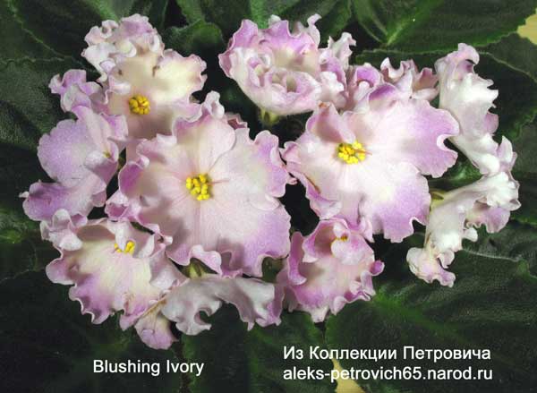 Blushing-Ivory.jpg
