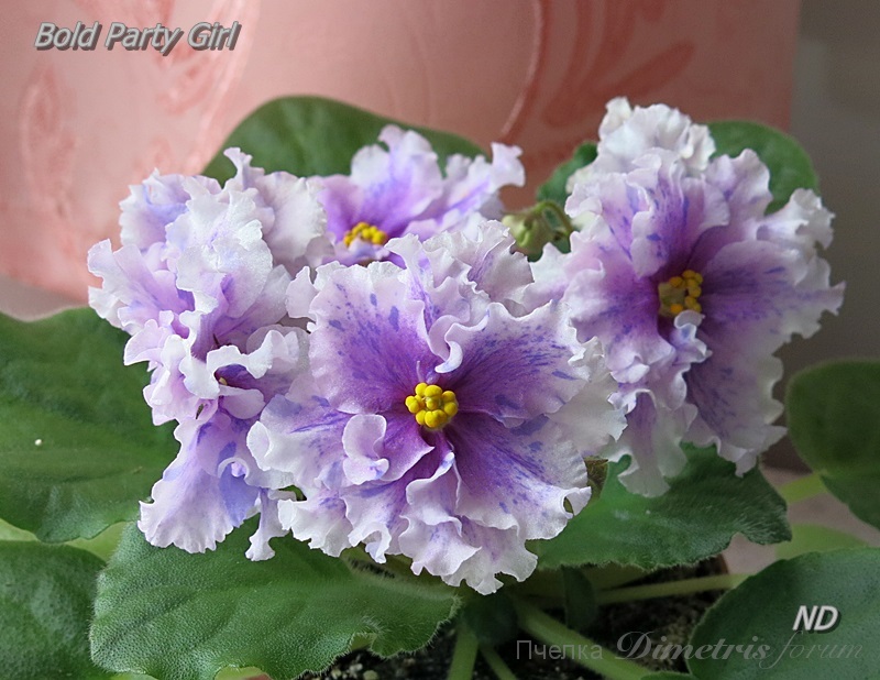 Bold Party Girl 2.JPG