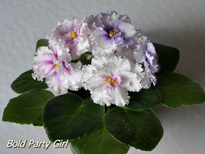 Bold Party Girl- спорт3.JPG