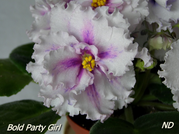 Bold Party Girl - спорт.JPG