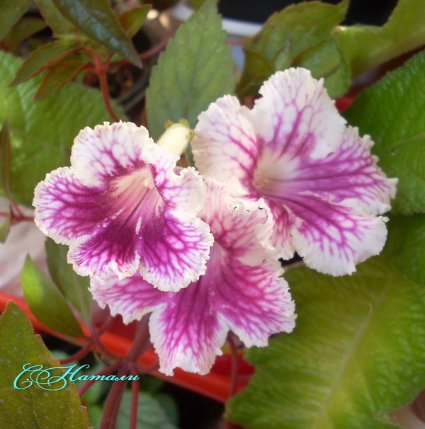 Bristol's Petticoats.jpg