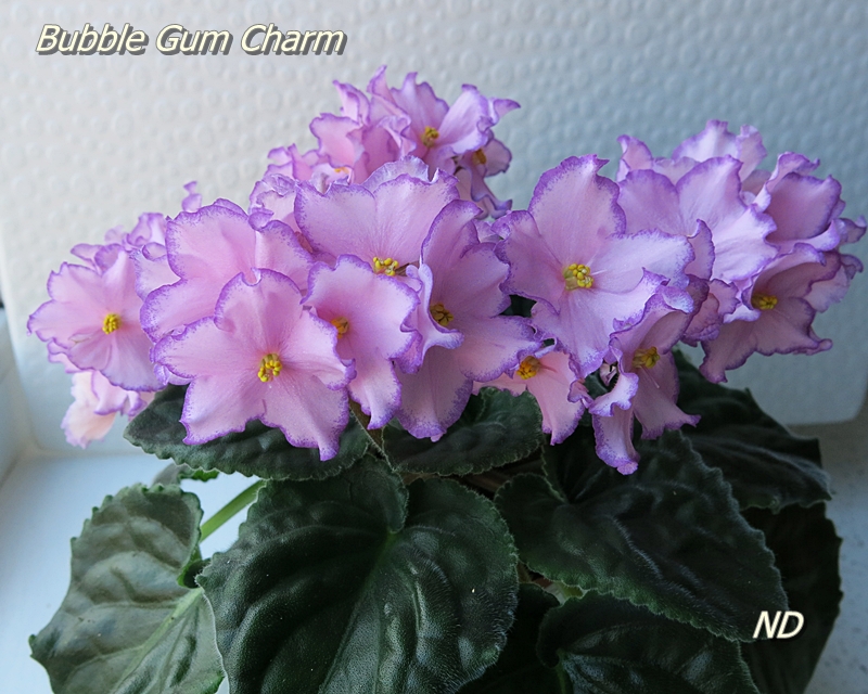 Bubble Gum Charm.JPG