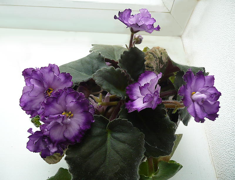 Buckey Blushing_1111.jpg