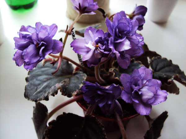 Buckeye Butterfly.JPG