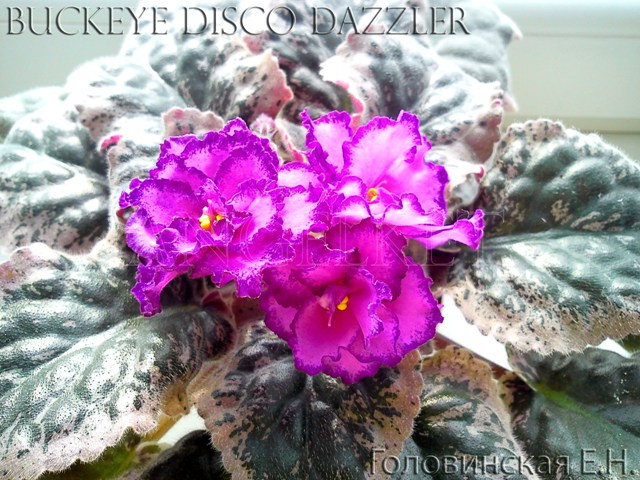 Buckeye Disco Dazzler.jpg