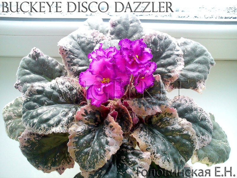 Buckeye Disco Dazzler 1.jpg