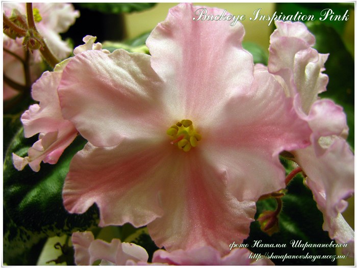 Buckeye Inspiration Pink1.jpg