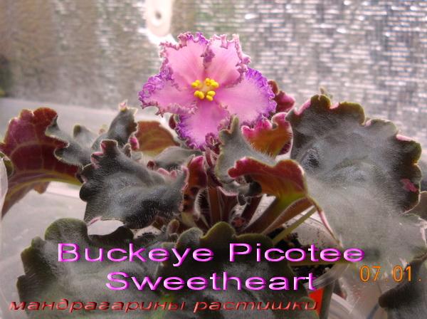 Buckeye Picotee Sweetheart f.jpg
