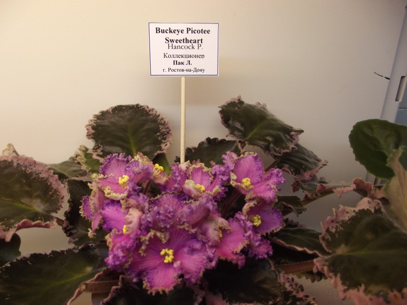 Buckeye Pikotee Sweetheart.jpg