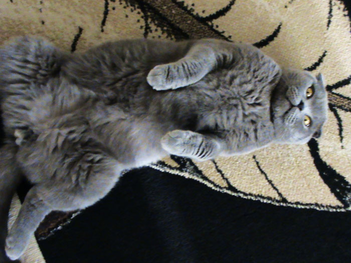 Cемейный любимец-Балу.JPG