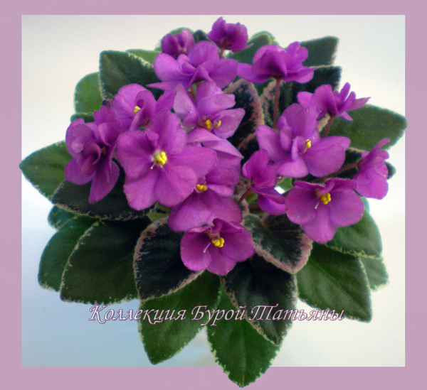 california sunset_trs.jpg