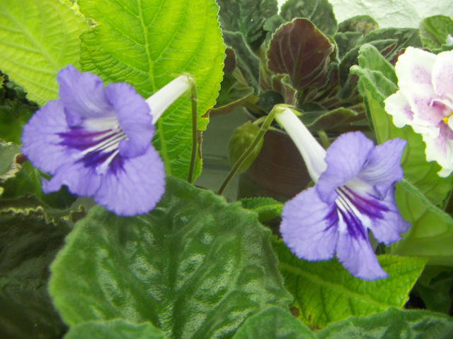 Canterbury Surprise.JPG