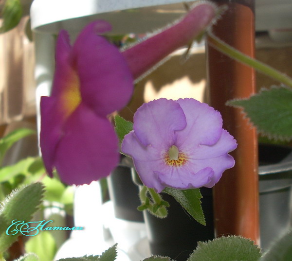 Champs de Lavande, Lady Lyttelton.jpg