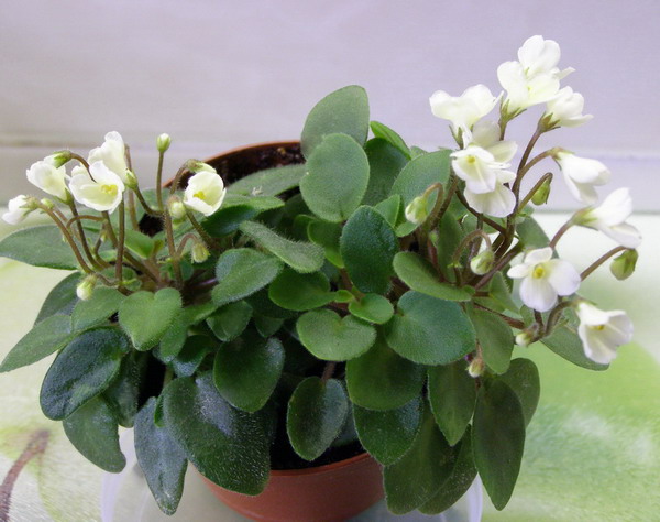 Chantaspring2.jpg