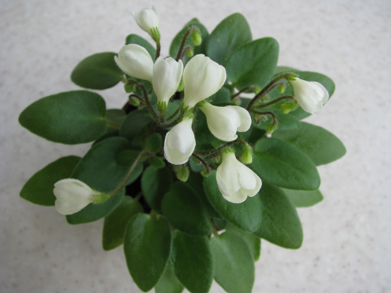 Chantaspring (2).JPG