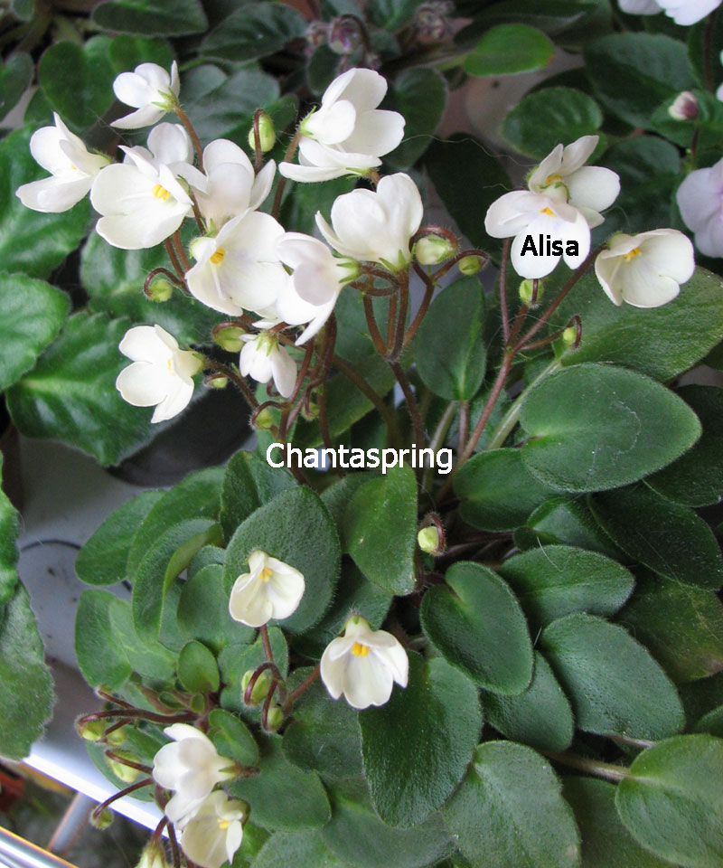 chantaspring.jpg
