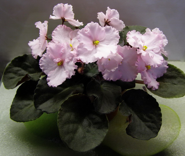 CKPink Miracle (1962 г., селекционер M. Vallin).jpg