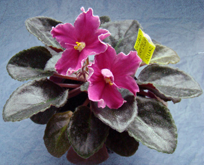 Copy of Copy of 2009.06.23 049.jpg