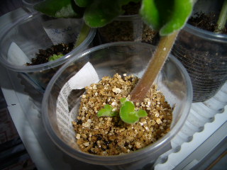 Copy of PB170011.JPG