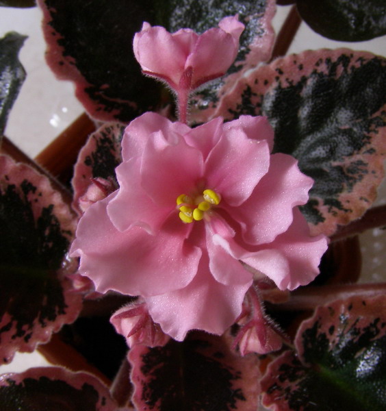 Coral Crunch_цв.jpg