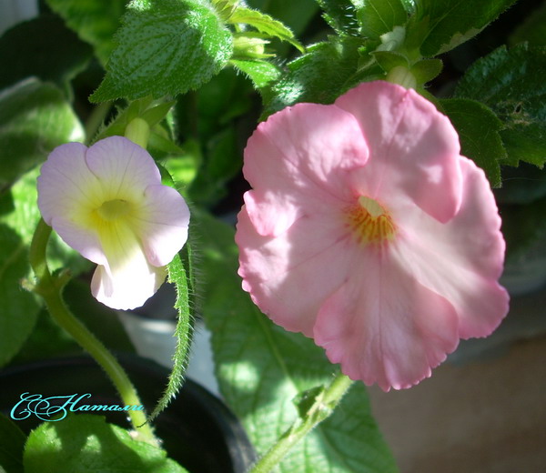 Cote D'Or и Rosenthal.jpg