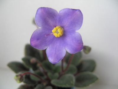 Cvetok See bells.jpg