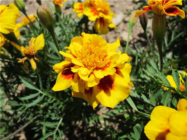 d90ebaa90700.jpg