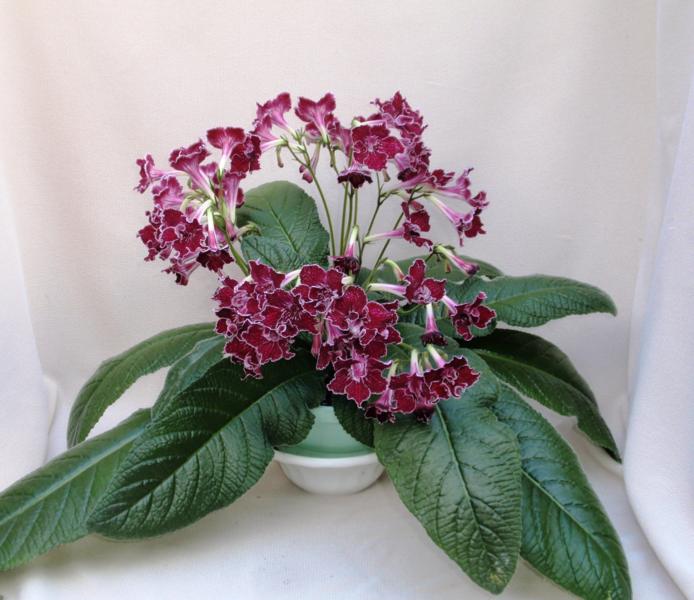 D-C-50 -Красная Багира.jpg