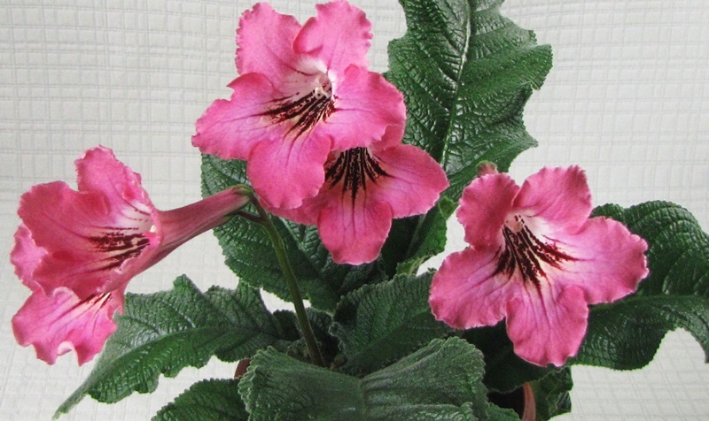 DС-Severina Delmer1.JPG