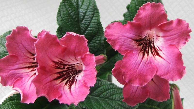 DС-Severina Delmer.JPG