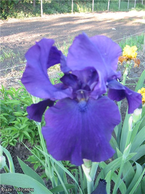 DARK  TRIUMPH мой.jpg